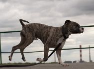 Łagodny, kochany mix amstaff a LUCKY - skrzywdzony przez człowieka.